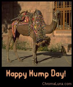 happy_hump_day_camel